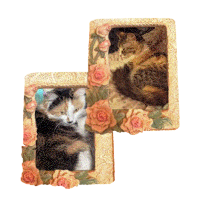 my cat